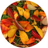 Fall Services